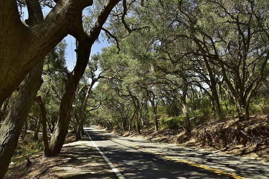 Oak Trees Along Live Oak Canyon Road I Photograph by Linda Brody