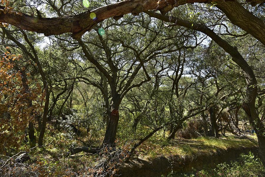 Oak Trees Along Live Oak Canyon Road II Photograph
