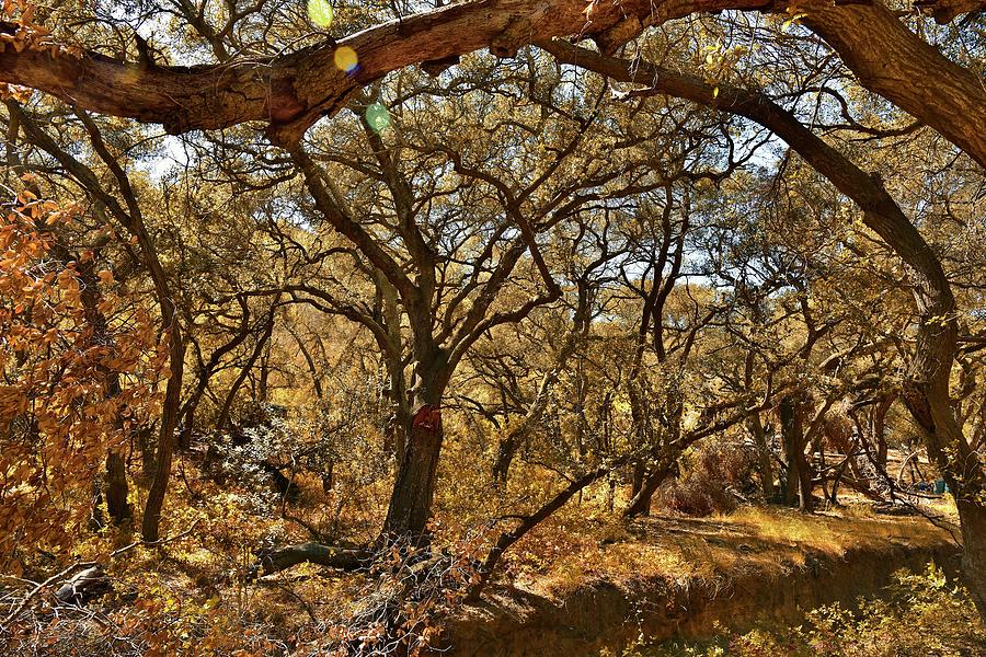 Oak Trees Along Live Oak Canyon Road III - Autumn Colors Photograph by Linda Brody