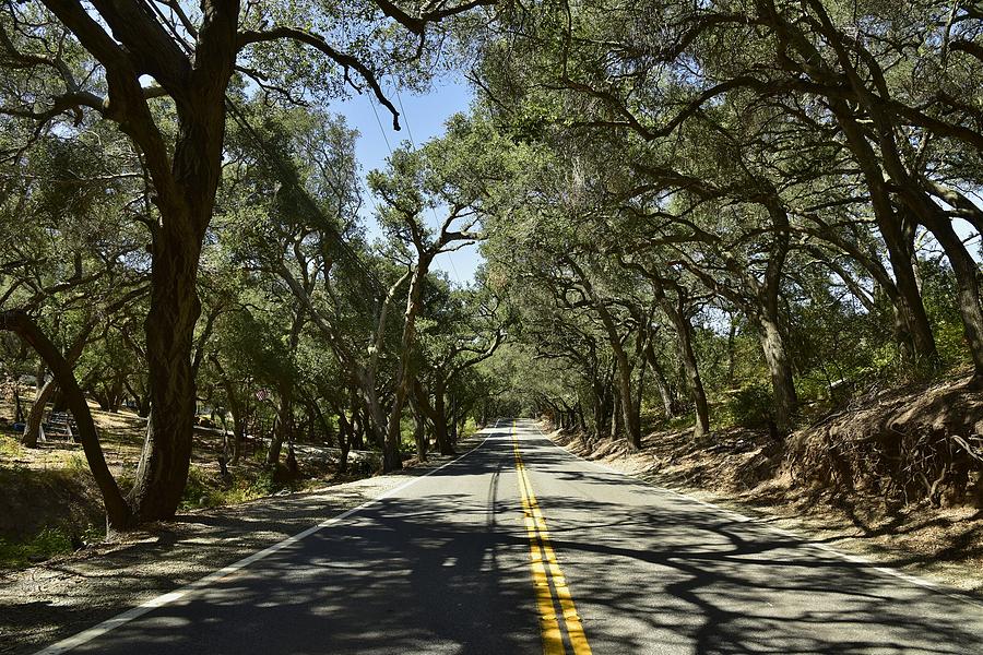 Oak Trees Along Live Oak Canyon Road Photograph by Linda Brody