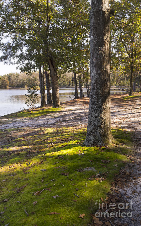 Oak Trees Along the Mossy Lake Shore Photograph by MM Anderson
