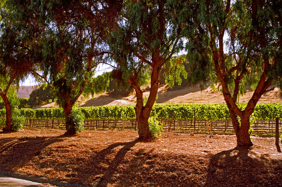 Oak Trees and Vines Photograph by Gary Brandes