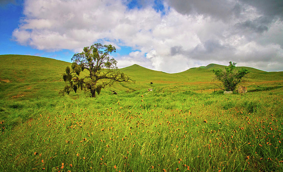 Oak Trees and Wildflowers Photograph by Lynn Bauer