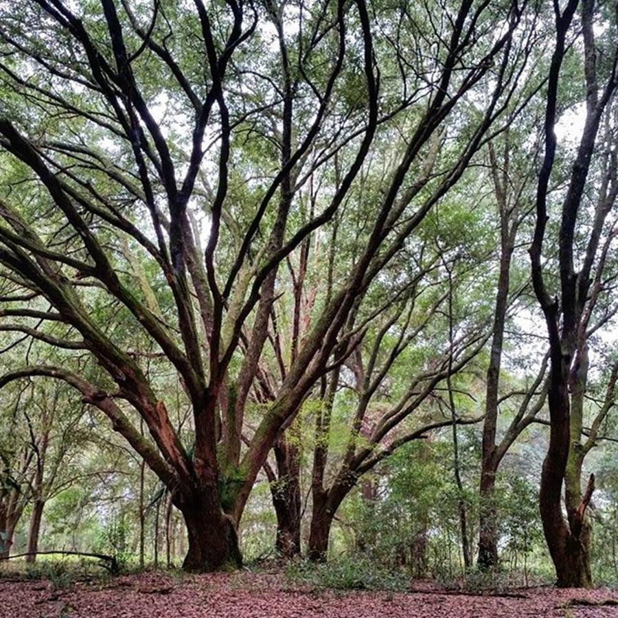 Nature Photograph - Oak Trees At Ortega Stream Valley Trail by Karen Breeze