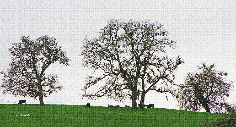 Oak Trees, Cows And Grass Digital Art by Tom Janca