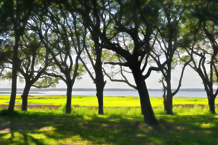 Oak Trees - Fort Fisher NC Photograph by Dana Sohr