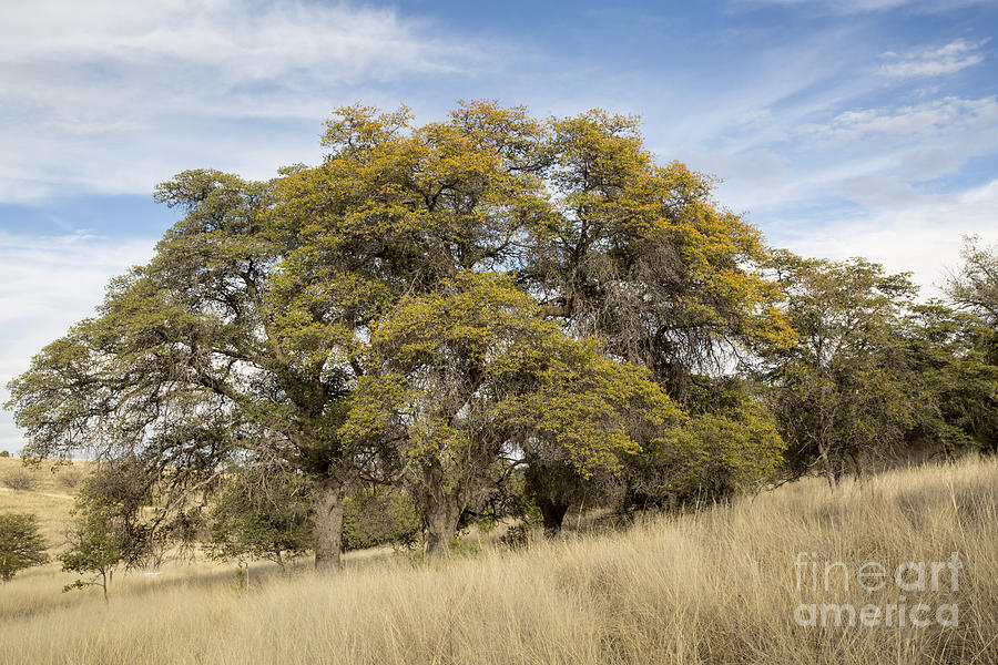 Oak Trees in Grasslands Photograph by Mike Cavaroc