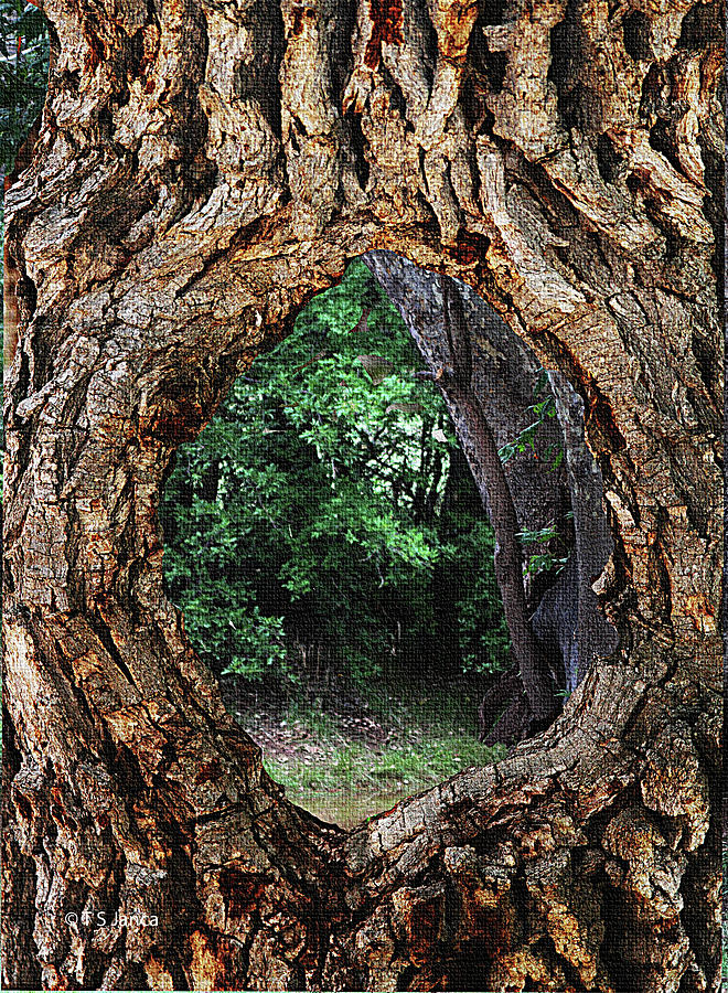 Oak Trees Window To The Forest Photograph By Tom Janca Pixels