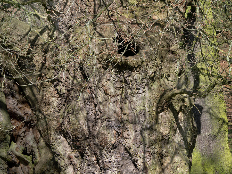 Oak trunk Bradgate deer park by Jerry Daniel Oak trunk Bradgate deer park by Jerry Daniel