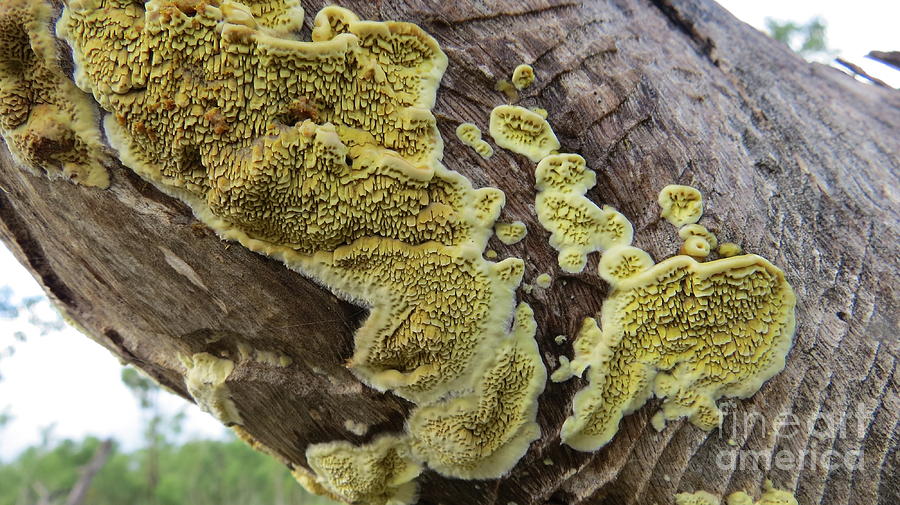 Oak Valley Fungi Photograph by Evie Hanlon