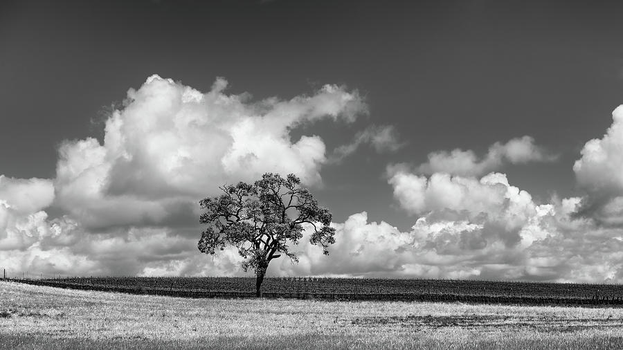 Tree Photograph - Oak with Cloudbank by Joseph Smith