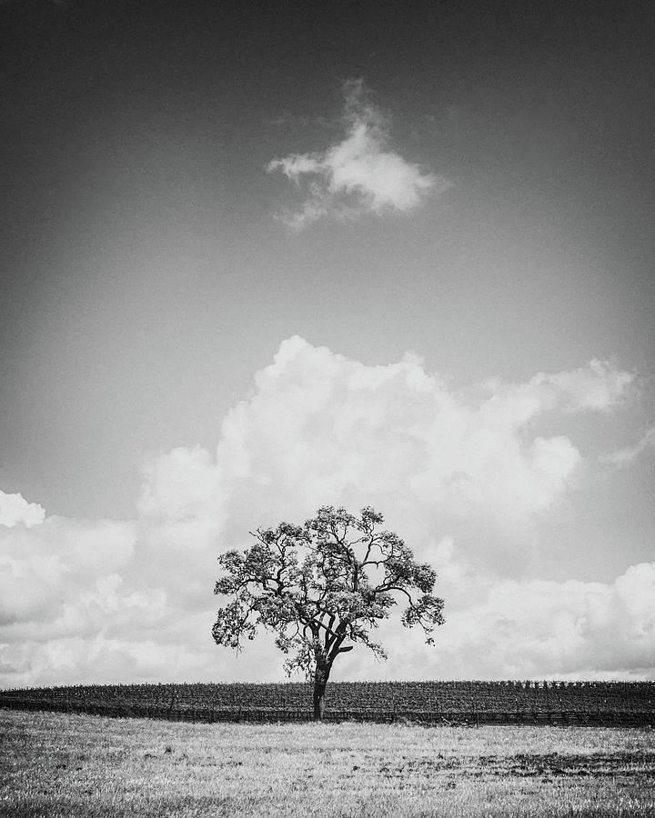 Tree Photograph - Oak with Floating Cloud by Joseph Smith