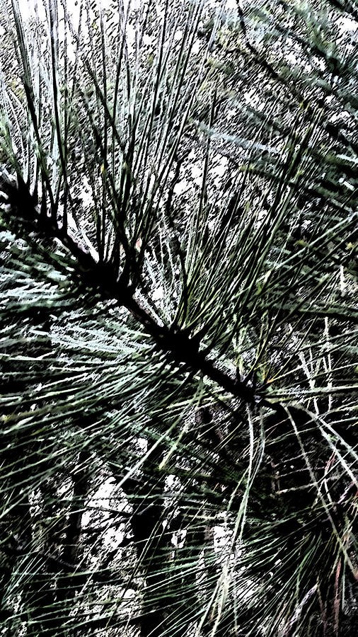 Oakhurst Pine Needles Digital Art by Eric Forster