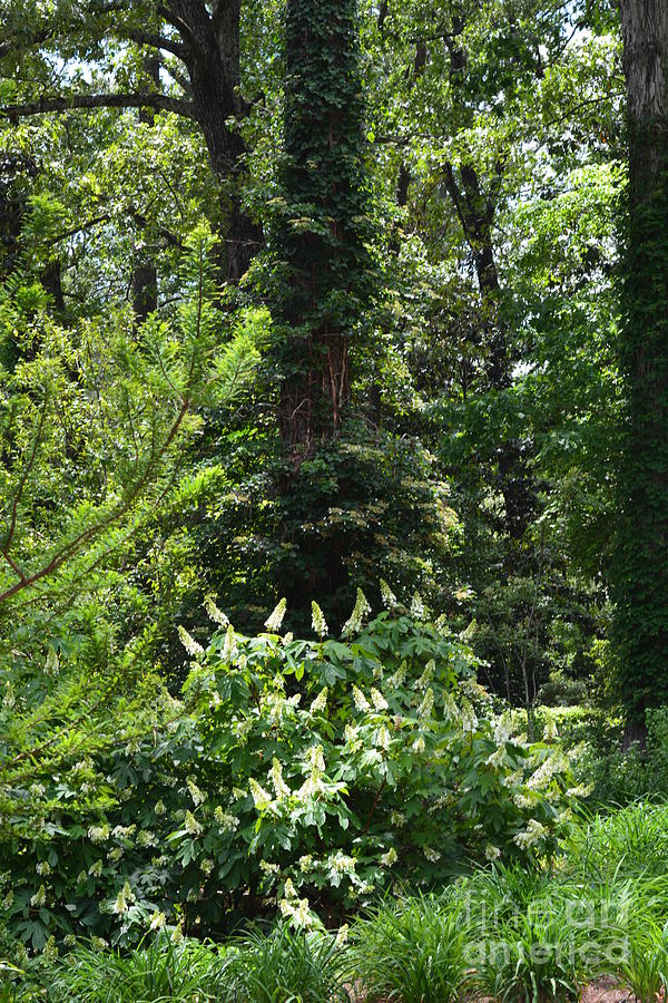 Oakleaf Hydrangeas in the Woodlands Photograph by Maria Urso