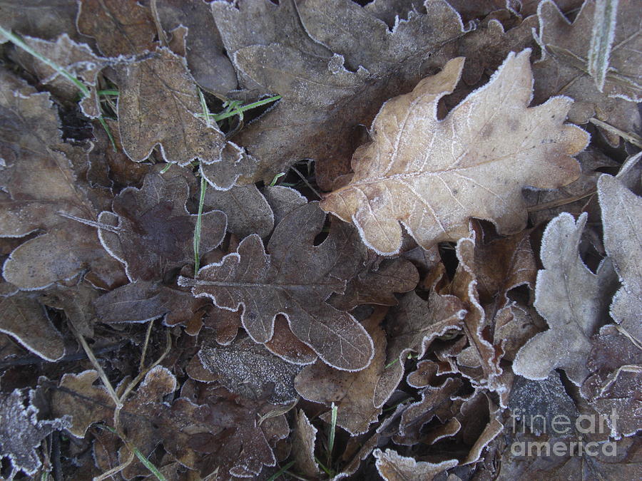 Oakleaves in winter by Liliane DUMONT-BUIJS Oakleaves in winter by Liliane DUMONT-BUIJS