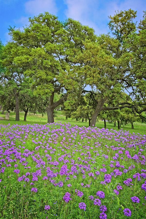 Oaks and Wildflowers Photograph by Lynn Bauer
