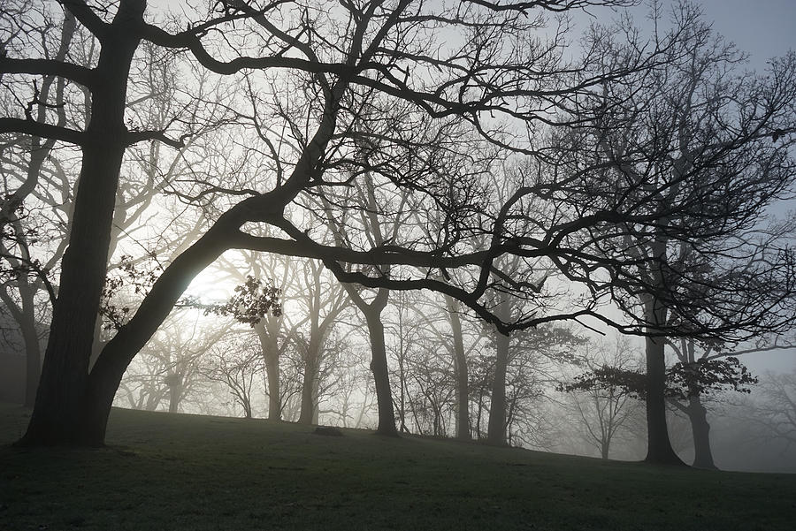 Oaks in Fog Photograph by Brooke Bowdren