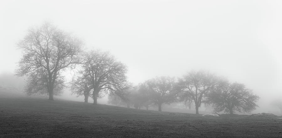 Oaks in Fog Photograph by Joseph Smith