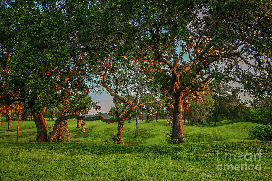 Oaks in Morning Light Photograph by Tom Claud
