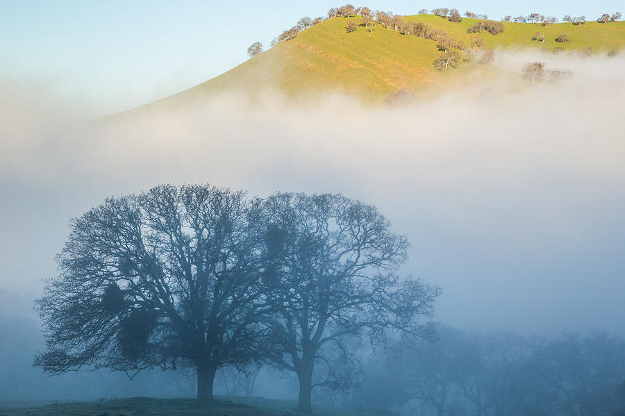Oaks In Shadow Photograph by Marc Crumpler