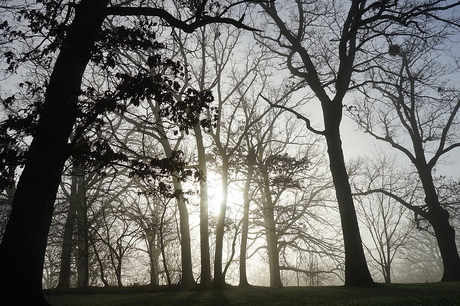 Oaks in Silhouette Photograph by Brooke Bowdren