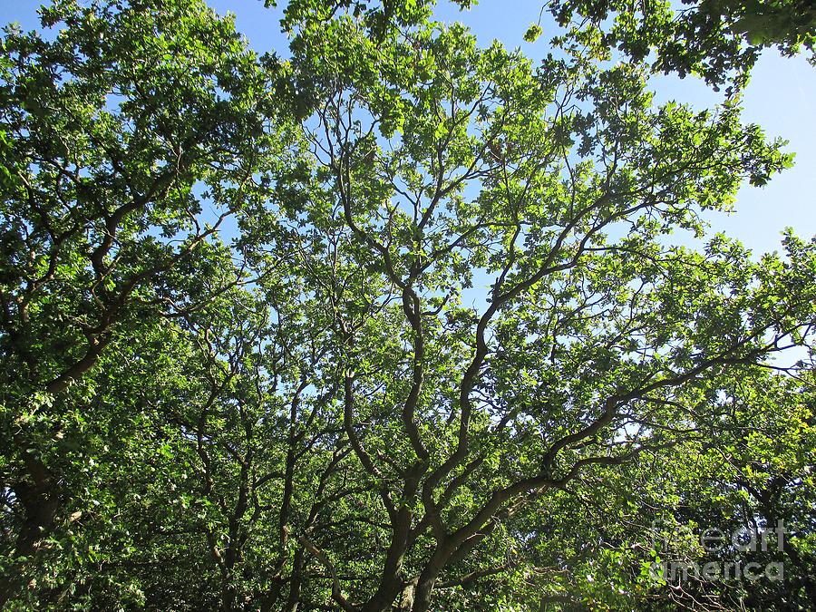 Oaks in the Noordhollandse duinreservaat Photograph by Chani Demuijlder
