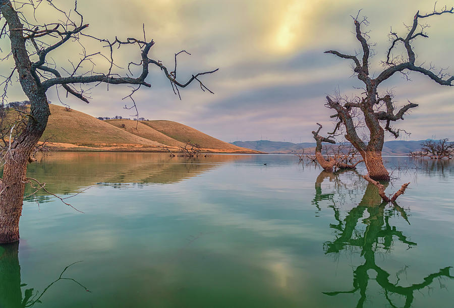 Oaks in Water Photograph by Marc Crumpler