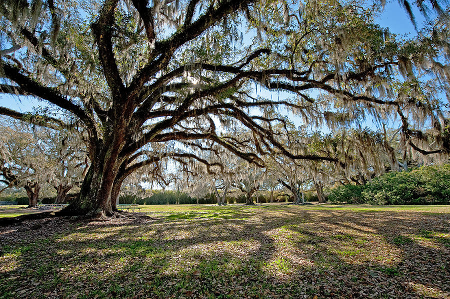 Oaks of Avery Island Photograph by Bonnie Barry
