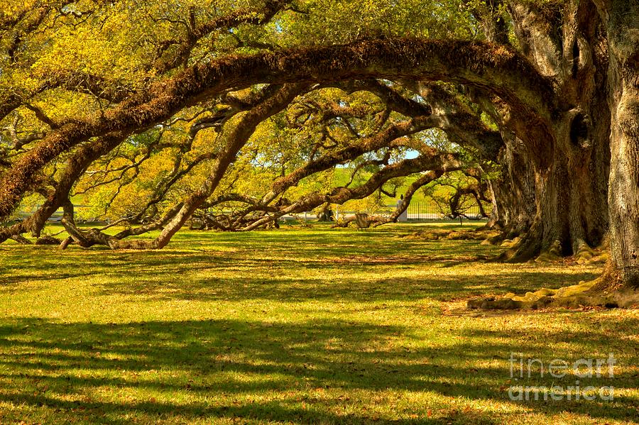 Oaks Over The Grounds Photograph by Adam Jewell