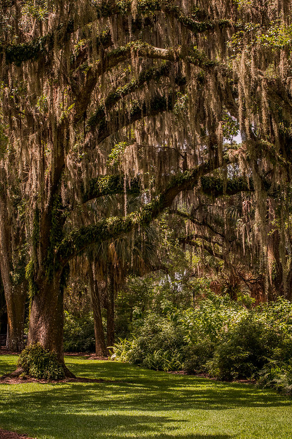 Oaks with Spanish moss Photograph by Zina Stromberg - Fine Art America