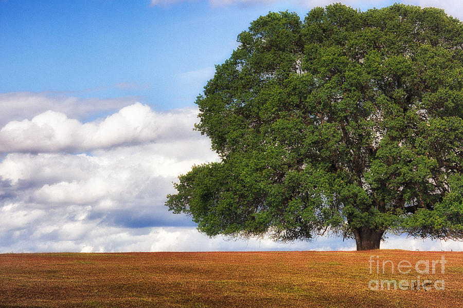 Tree Photograph - OakTree by Anthony Michael Bonafede