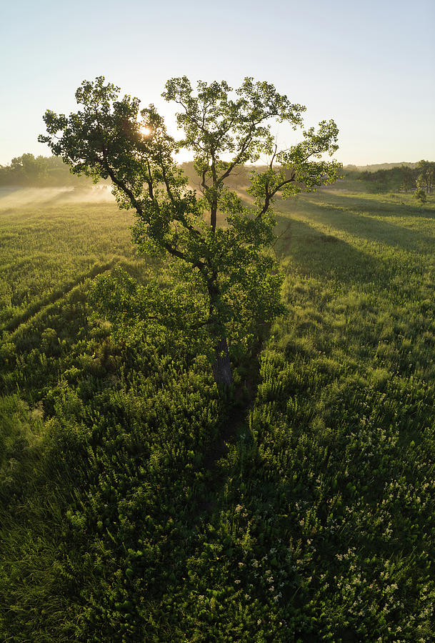 Oak Tree On Prairie At Sunrise Via Drone Photograph