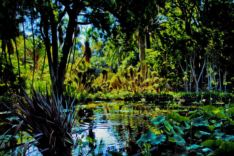 Oasis in Lotusland Photograph by Joseph Hollingsworth