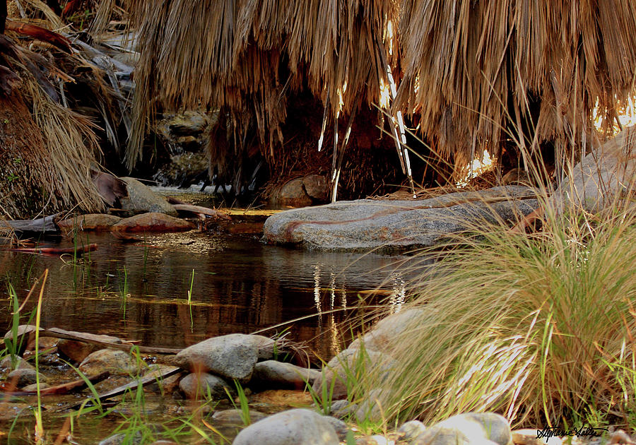 Oasis Pool, Indian Canyons, Palm Springs, CA Photograph by Stephanie Salter