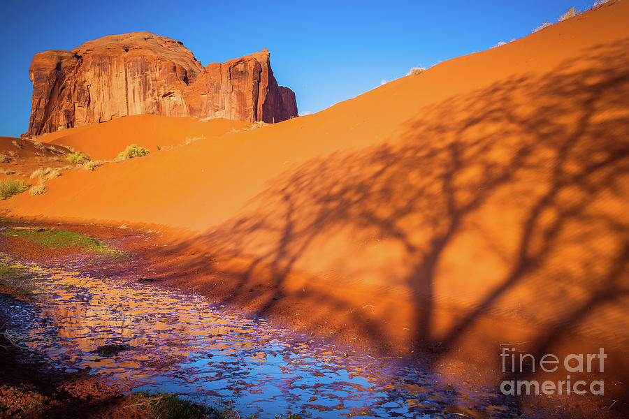 Oasis Tree Shadow Photograph by Inge Johnsson