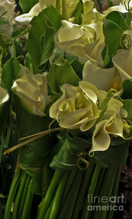 Flower Photograph - Oaxacan Calla Lilies by Jon Cretarolo