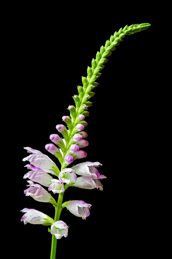 Obedient Plant   Physostegia virginiana  Photograph by Jim Hughes