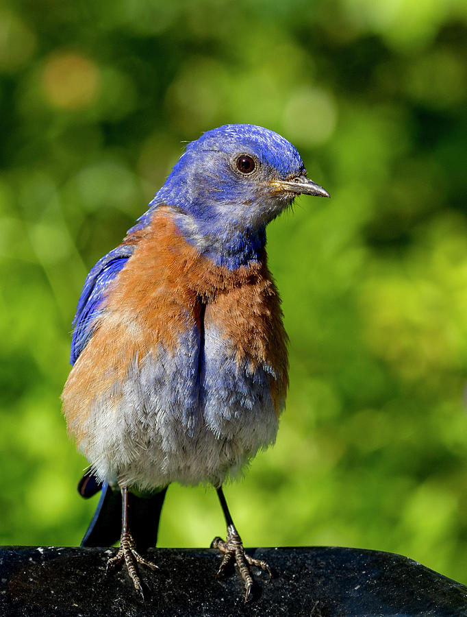 Obese Bluebird Photograph by Jean Noren