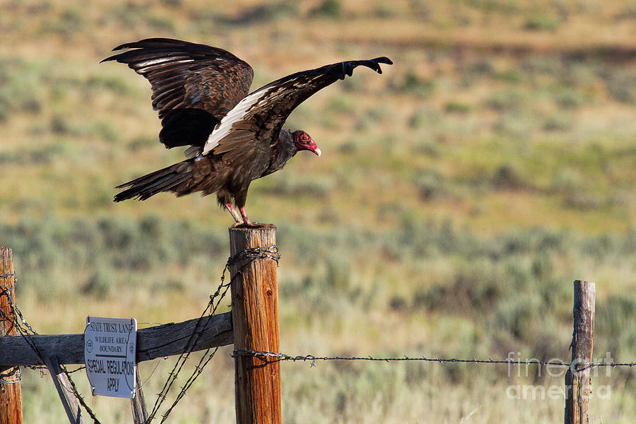 Buzzard Photograph - Obey All Rules by Jim Garrison