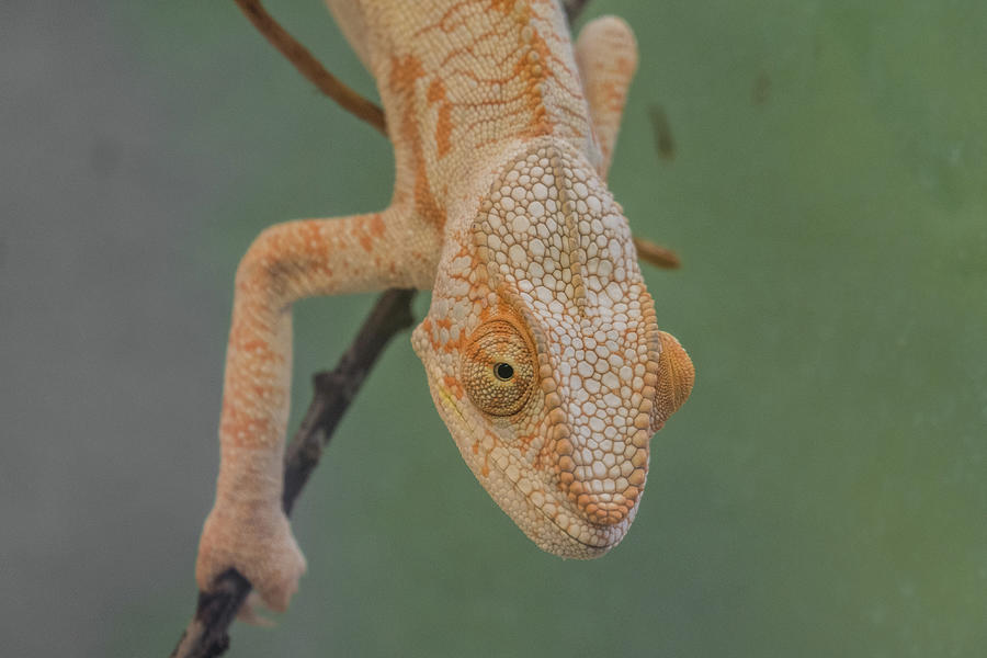 Observations Of A Cameleon Photograph by Rabiri Us