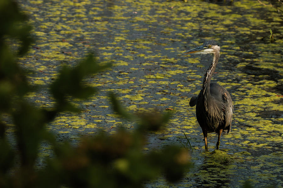 Observations of a Heron Photograph by Laddie Halupa