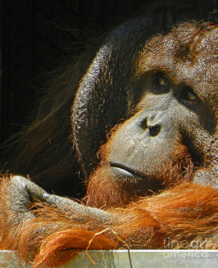 Orangutan Photograph - Observing From A Distance by Emmy Vickers