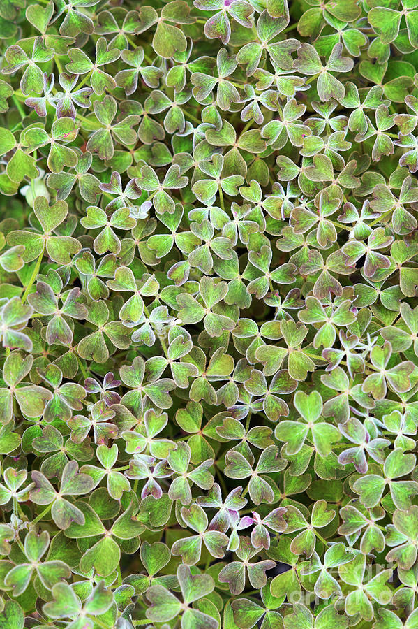 Pattern Photograph - Oca Leaves by Tim Gainey