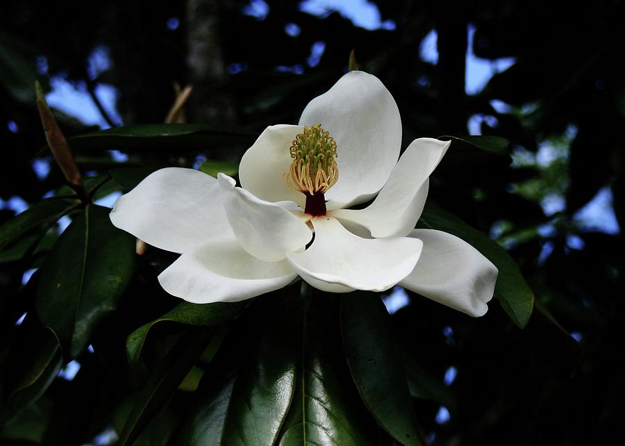 Ocala Magnolia Photograph by Robert Wilder Jr
