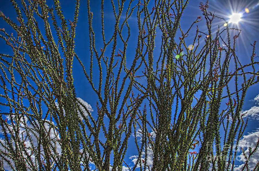 Ocatilla Photograph by Keith Ducker | Fine Art America