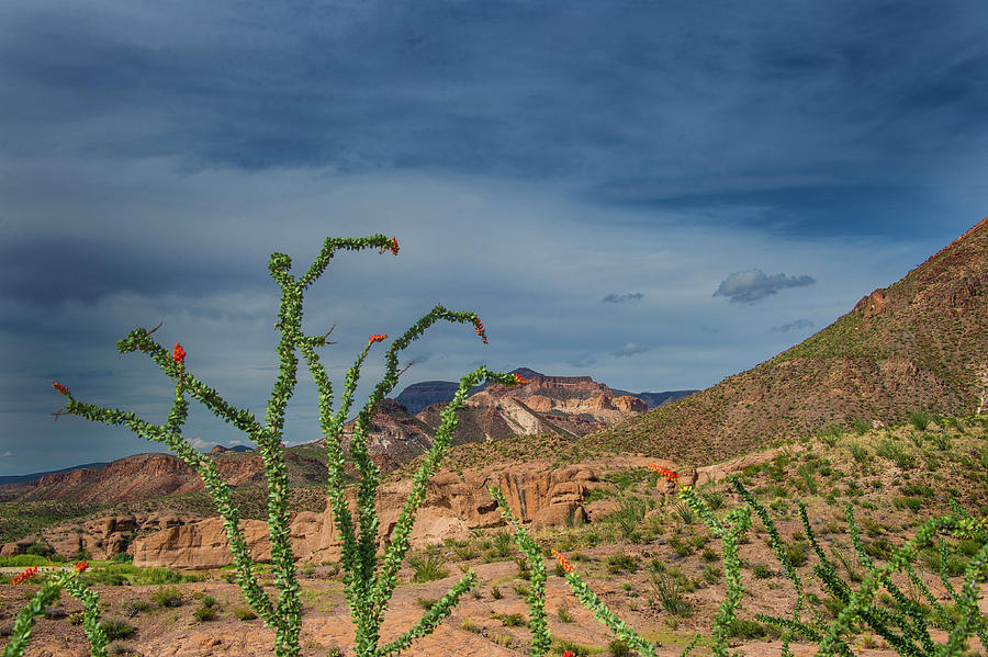 Ocotillo Photograph - Ocatillo by Roy Nierdieck Ocotillo Photograph - Ocatillo by Roy Nierdieck