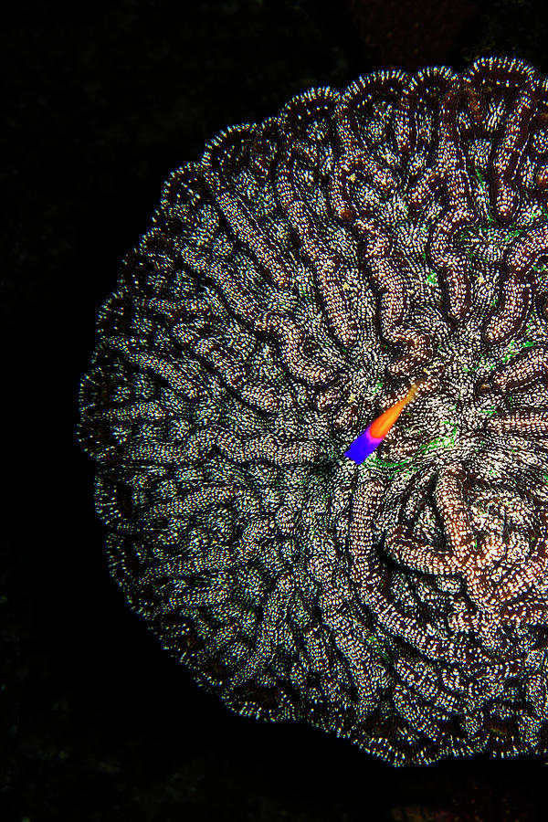 Ocean Photograph - Ocean Art cactus coral by Monique Taree