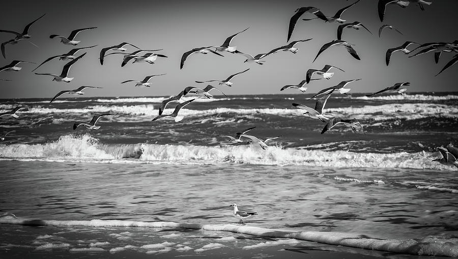 Ocean Birds Photograph by Anna Jo Noviello - Fine Art America