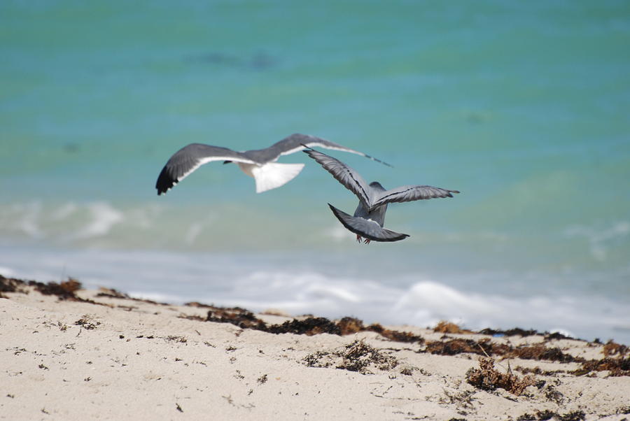 Bird Photograph - Ocean Birds by Rob Hans