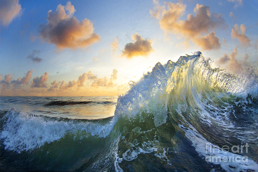 Nature Photograph - Ocean Bouquet  -  part 2 of 3 by Sean Davey